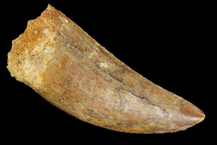Serrated, Carcharodontosaurus Tooth - Real Dinosaur Tooth #99808